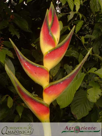 Heliconias - Heliconia stricta
